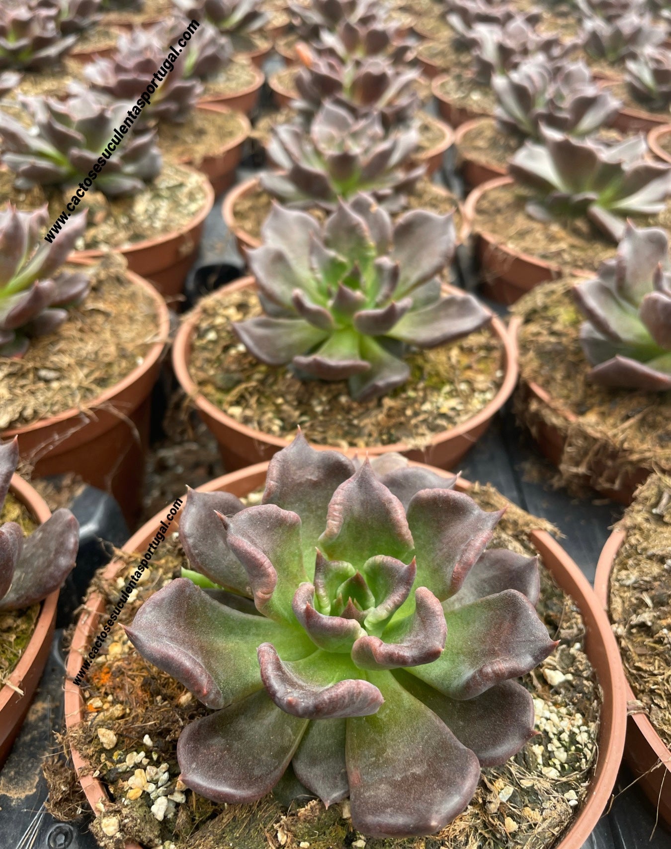 Echeveria 'Super Bowl'