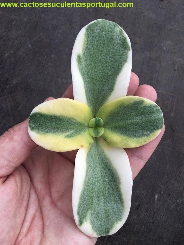 Crassula multicava variegata
