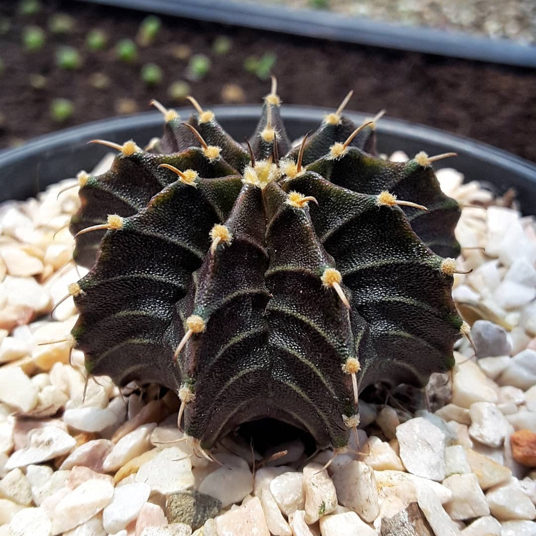 Gymnocalycium Mihanovichii Friedrichii
