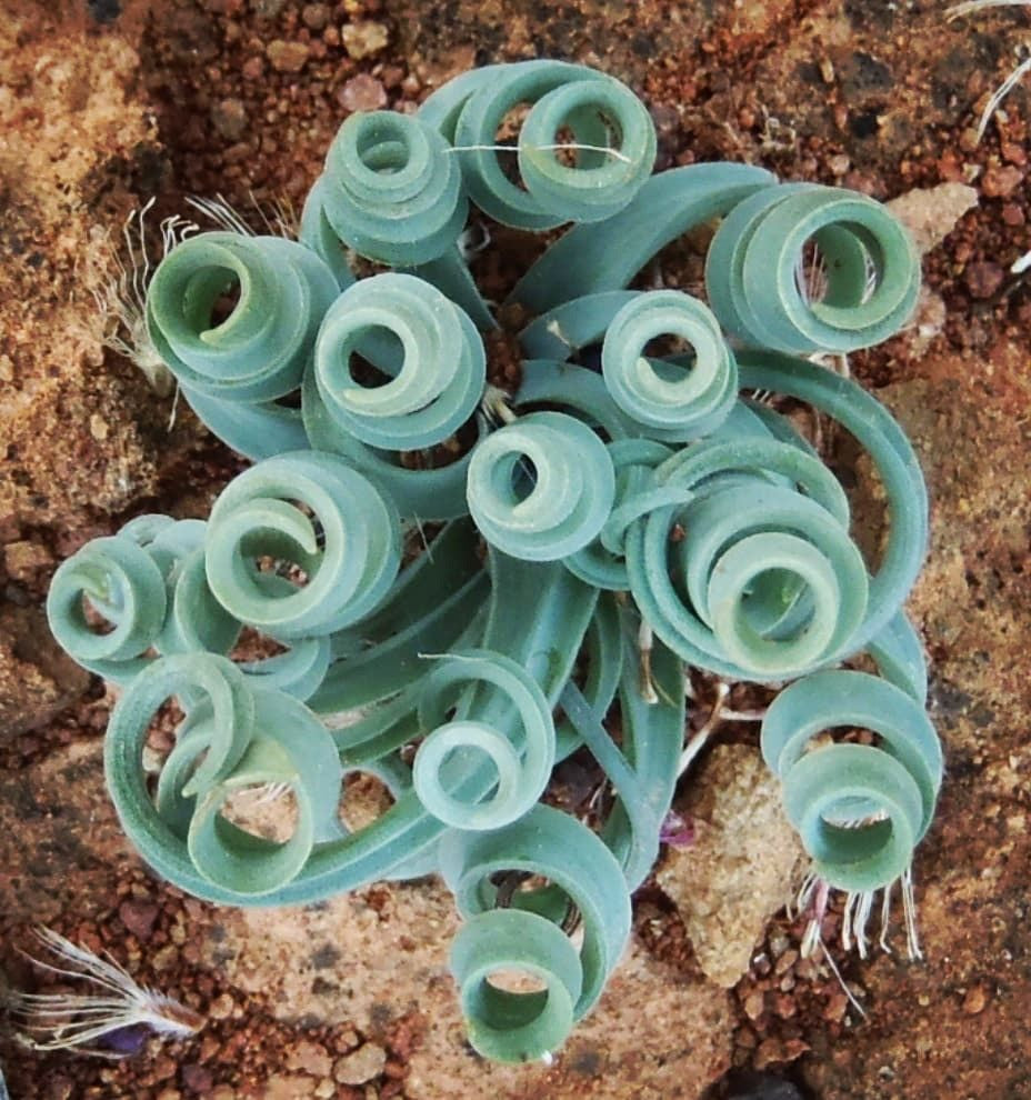 Albuca Concordiana