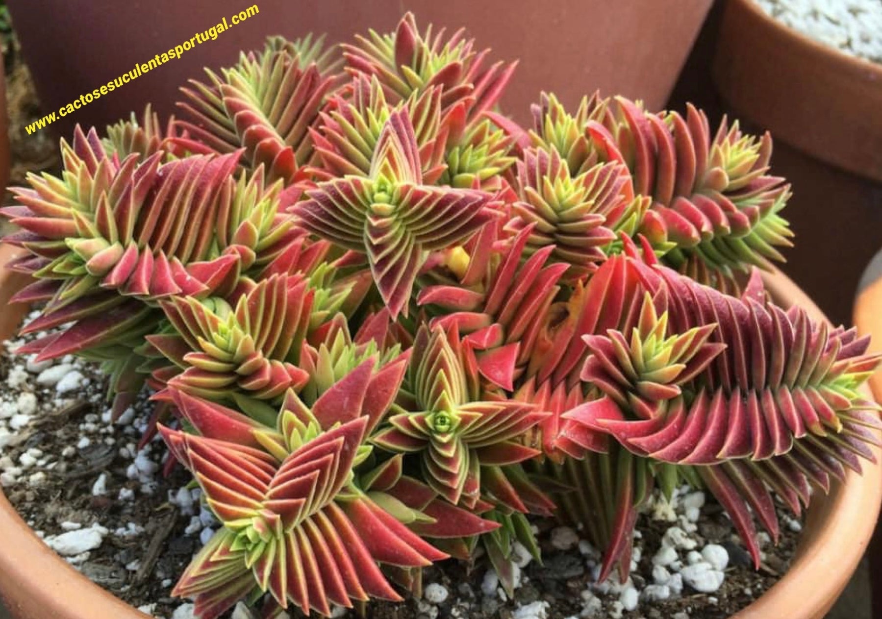 Crassula capitella Unterart Thyrsiflora (Rote Pagode) 85