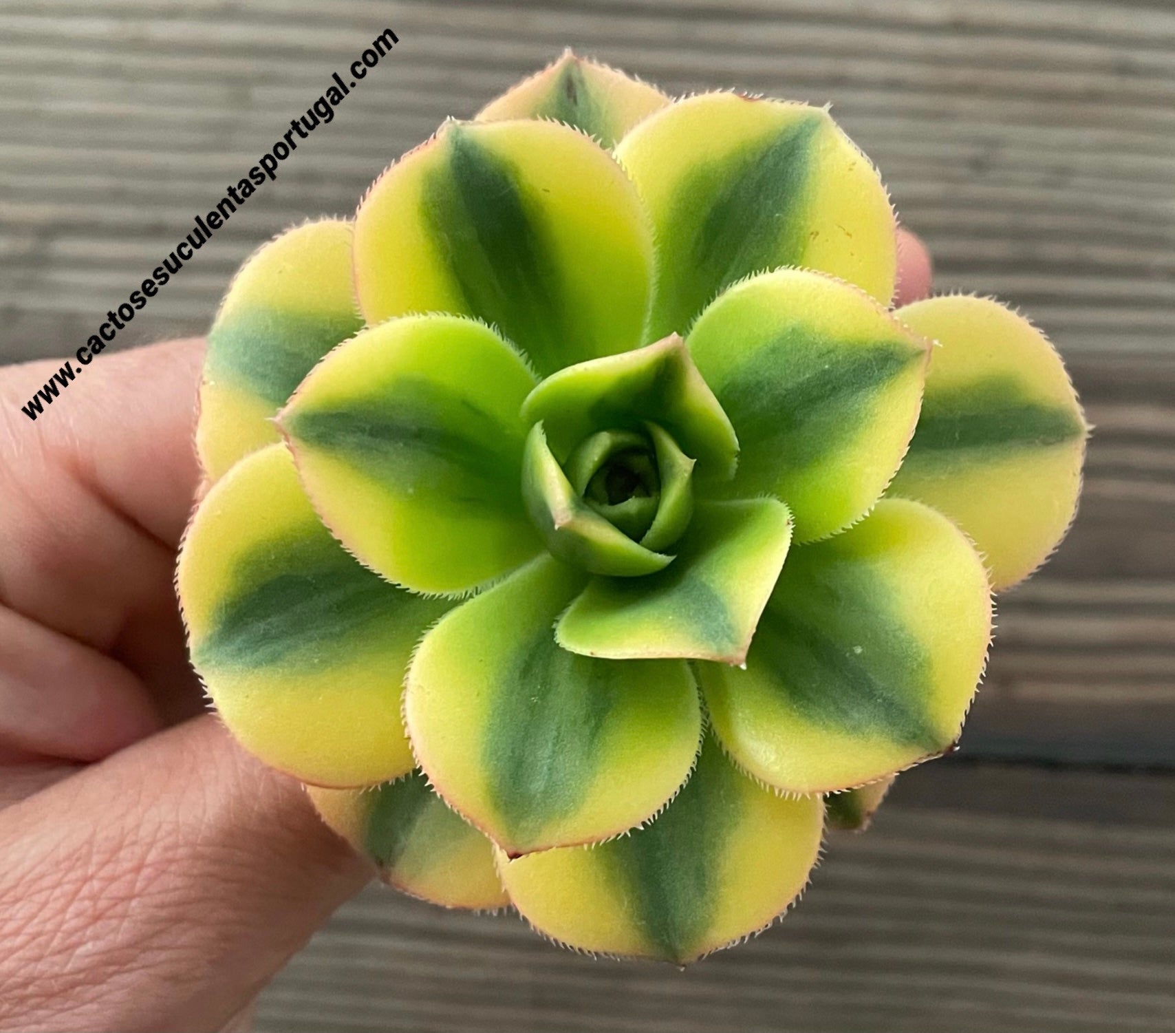 Aeonium 'Floresens'