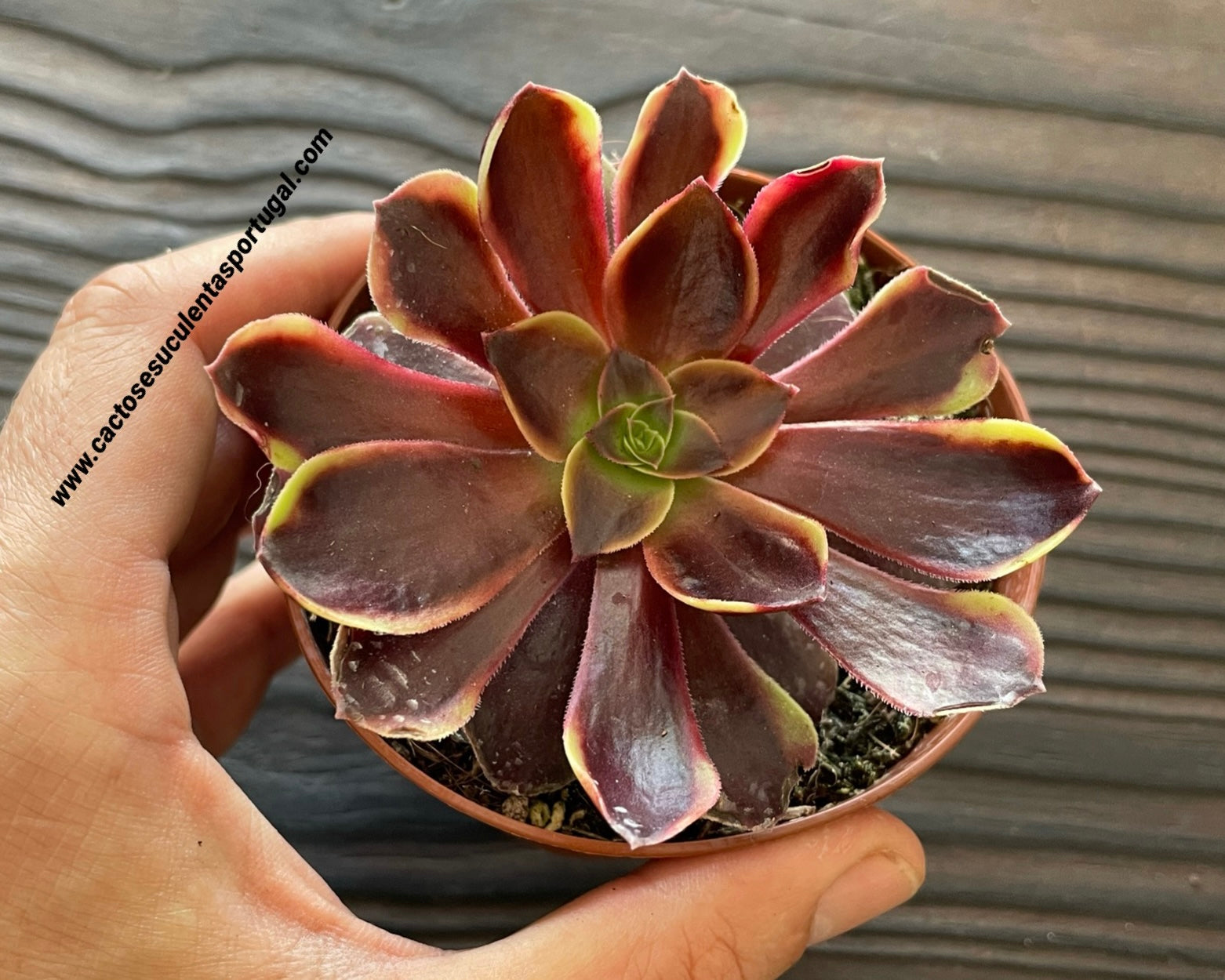 Aeonium 'Superbang'