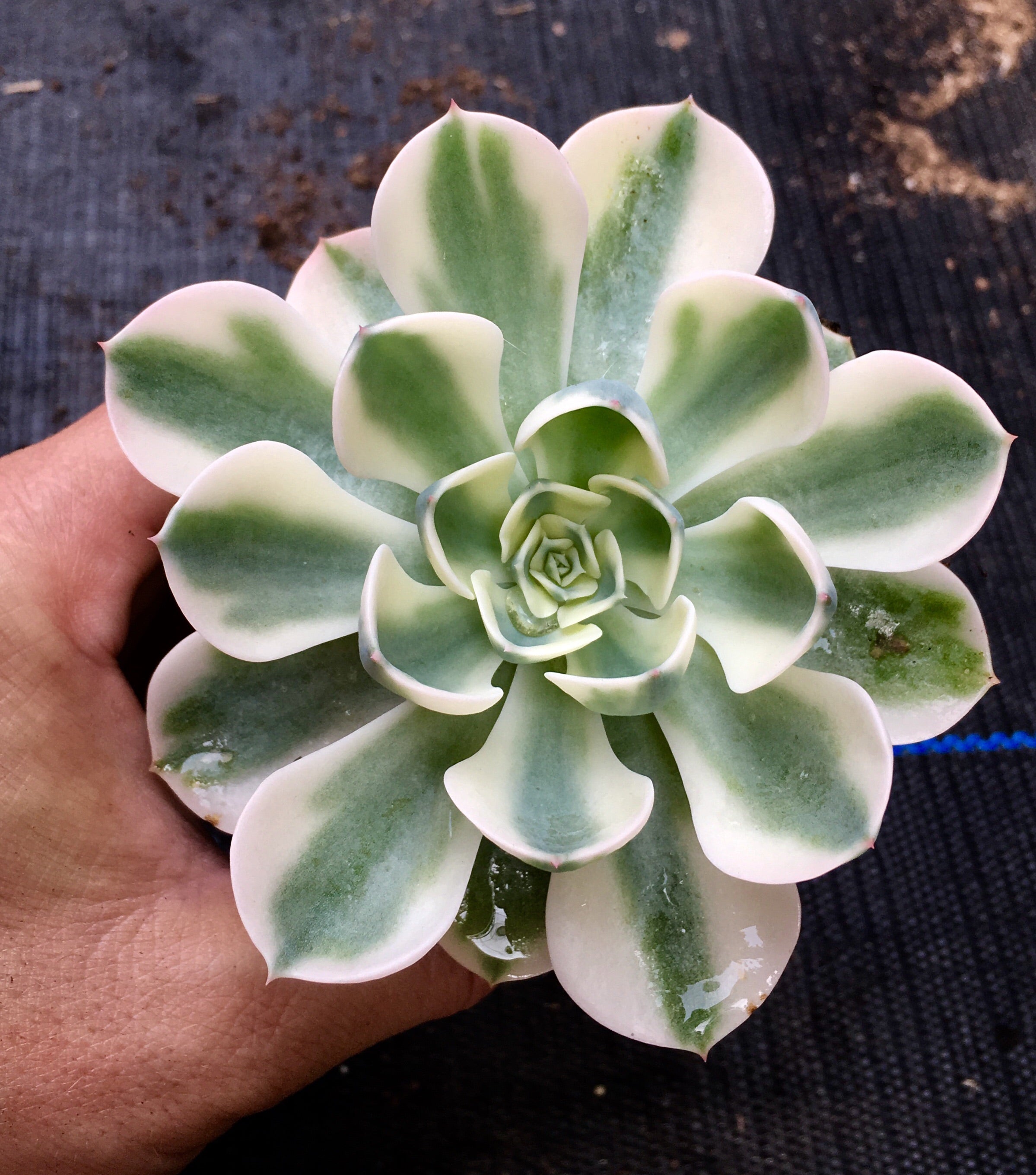 Echeveria compton carousel Portugal