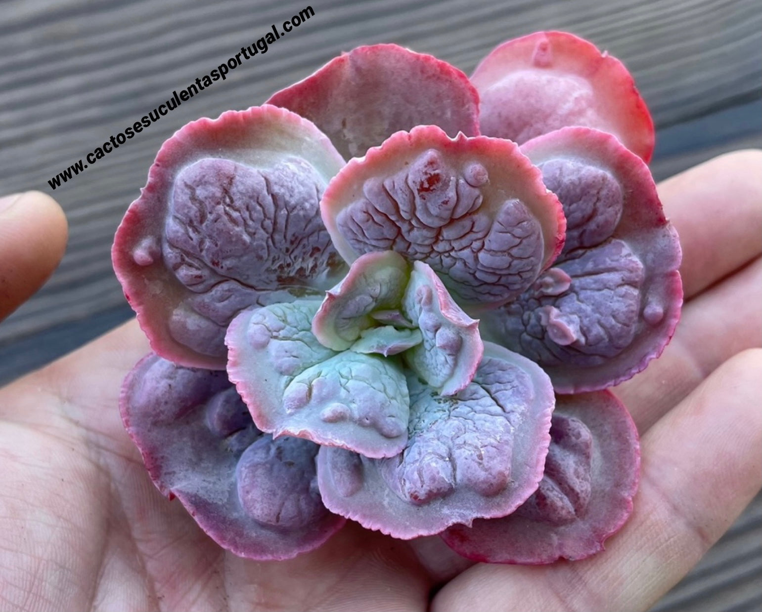 Echeveria ‘Baron Bold’ x ‘Linguas’