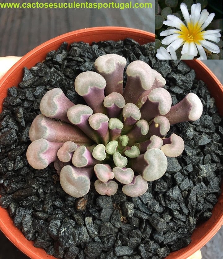 Frithia Humilis