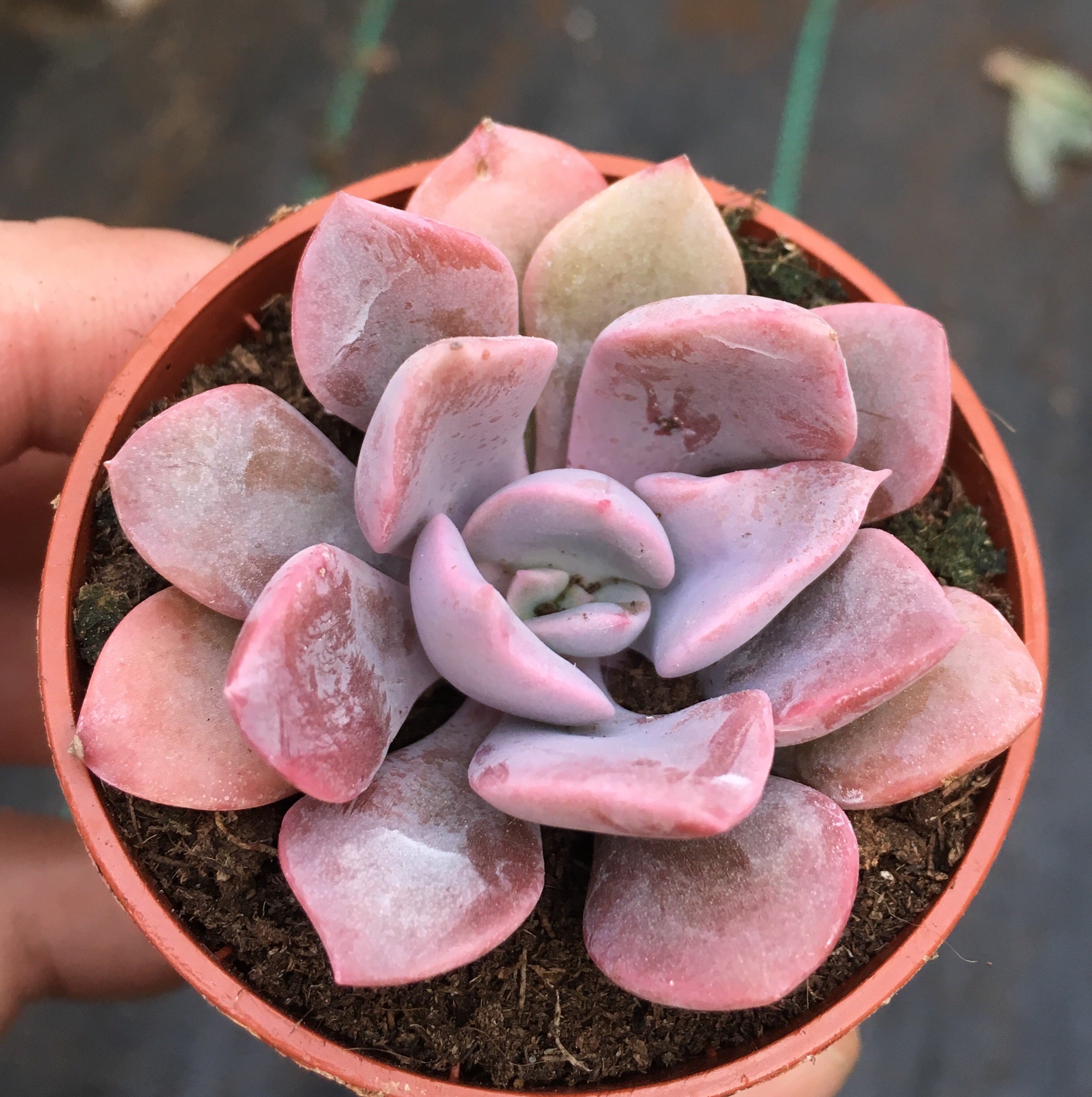 Graptoveria debbie