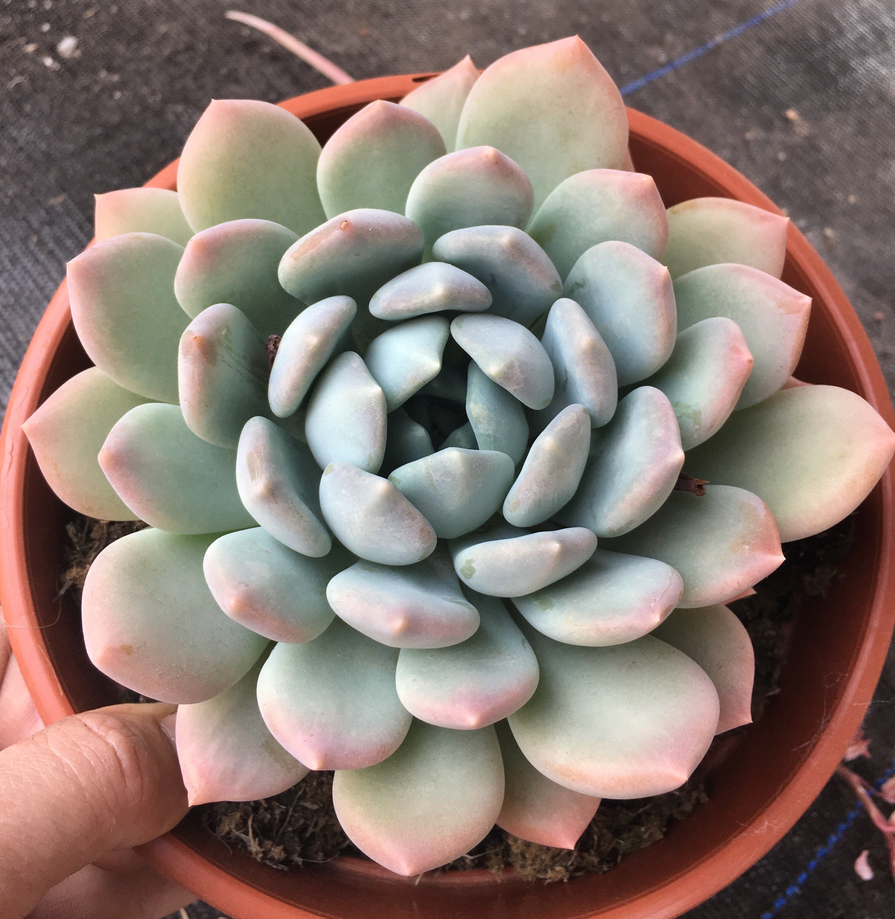 Pachyveria loredana