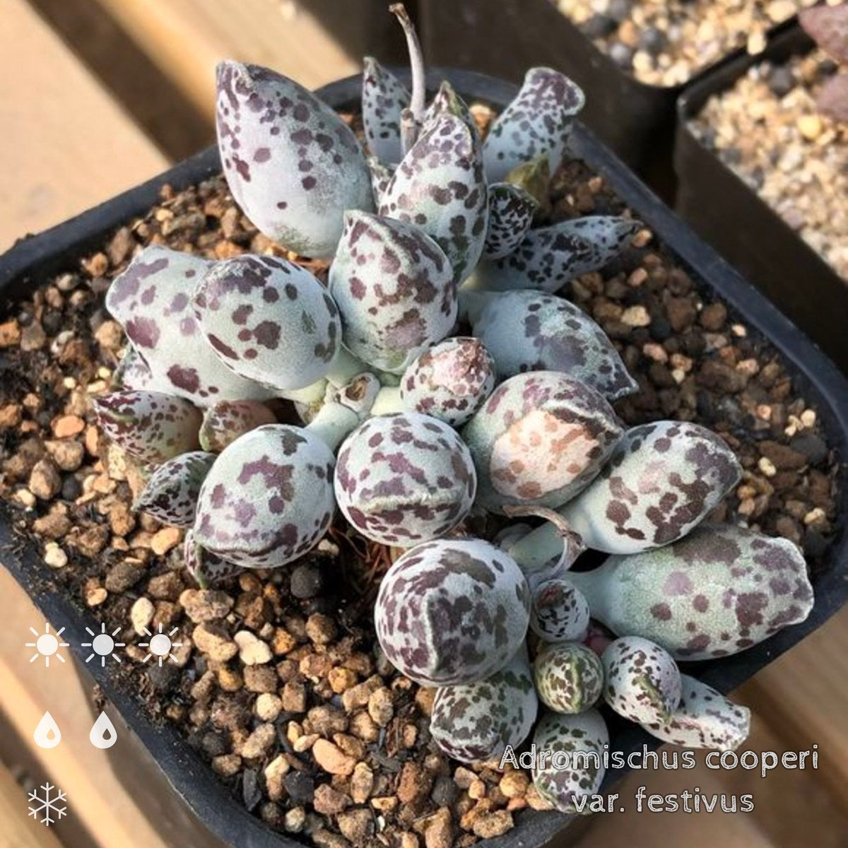 Adromischus cooperi var. festivus