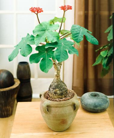 Jatropha podagrica