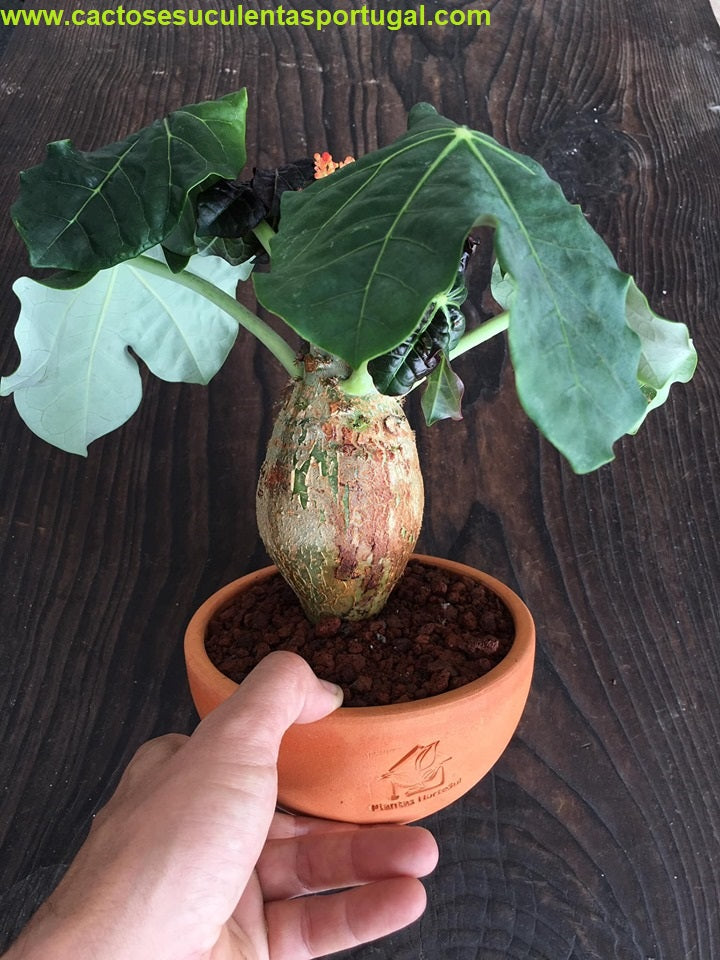 Jatropha podagrica