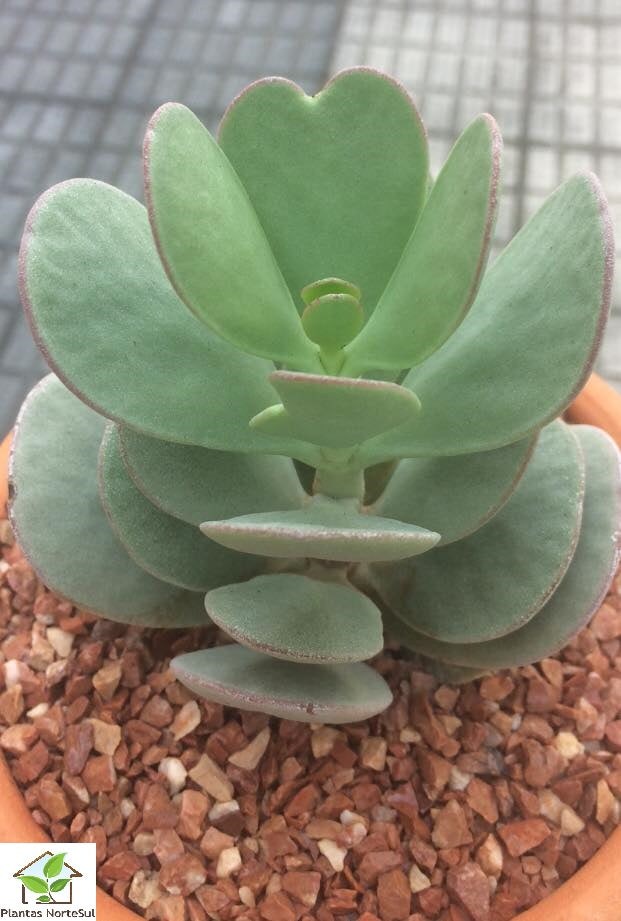 kalanchoe Farinacea