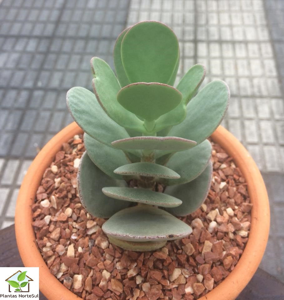 kalanchoe Farinacea