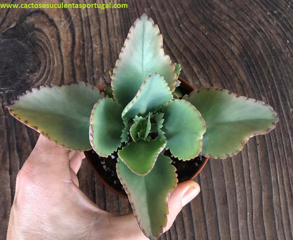 kalanchoe daigremontiana