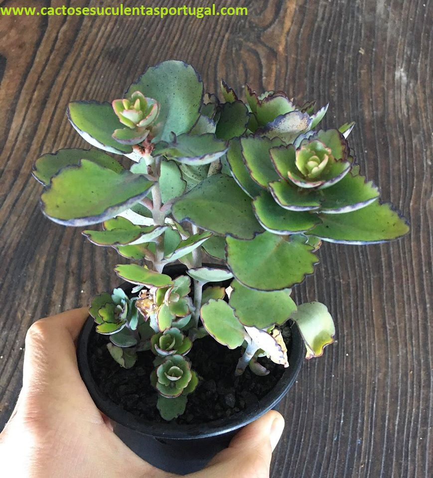 kalanchoe Laxiflora Baker spp