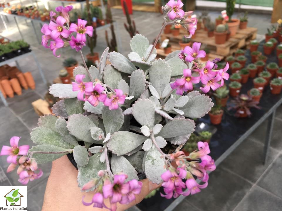 kalanchoe pumila
