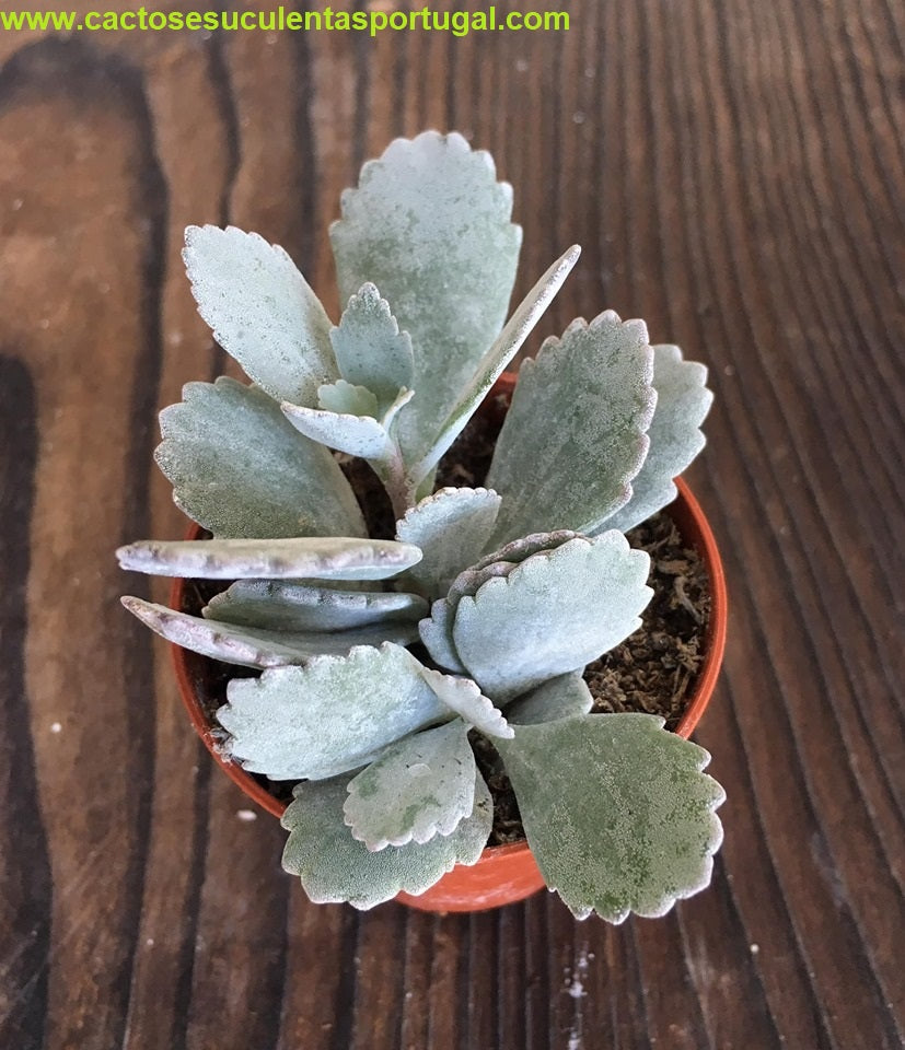 kalanchoe pumila