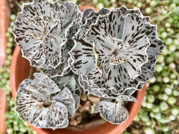 kalanchoe rhombopilosa portugal