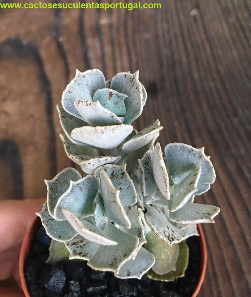 kalanchoe rhombopilosa