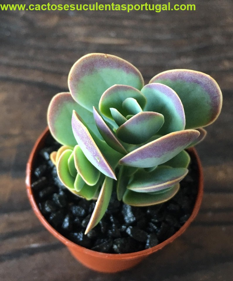Kalanchoe rotundifolia
