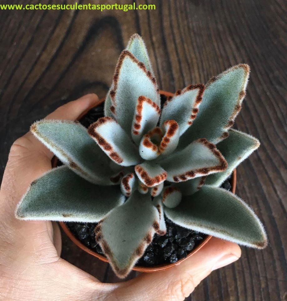 kalanchoe tomentosa Baker "Orelha de gato"