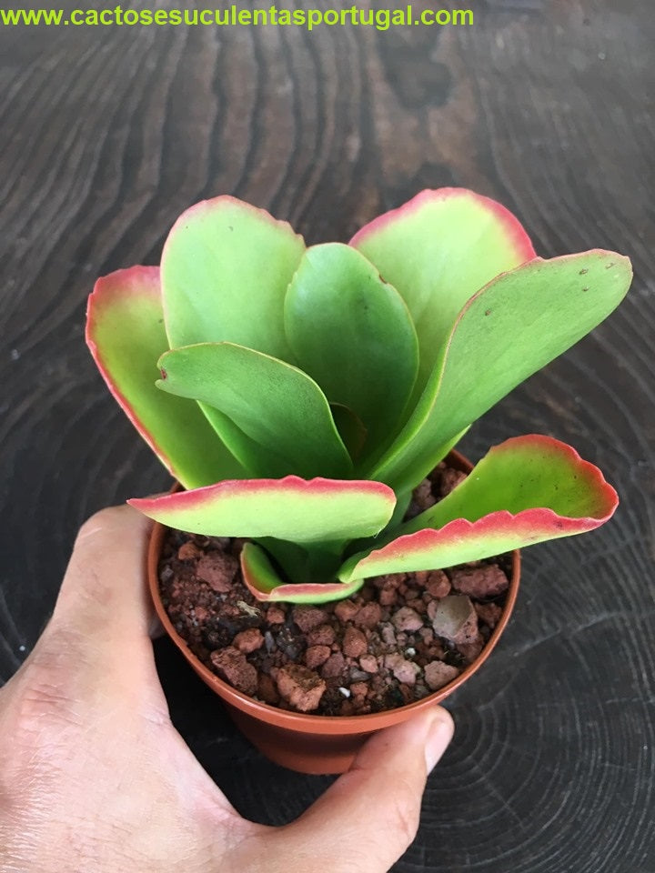 Kalanchoe vivien