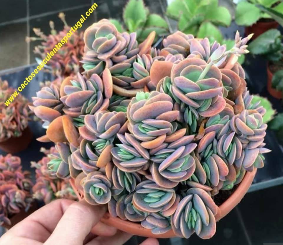 kalanchoe rotundifolia