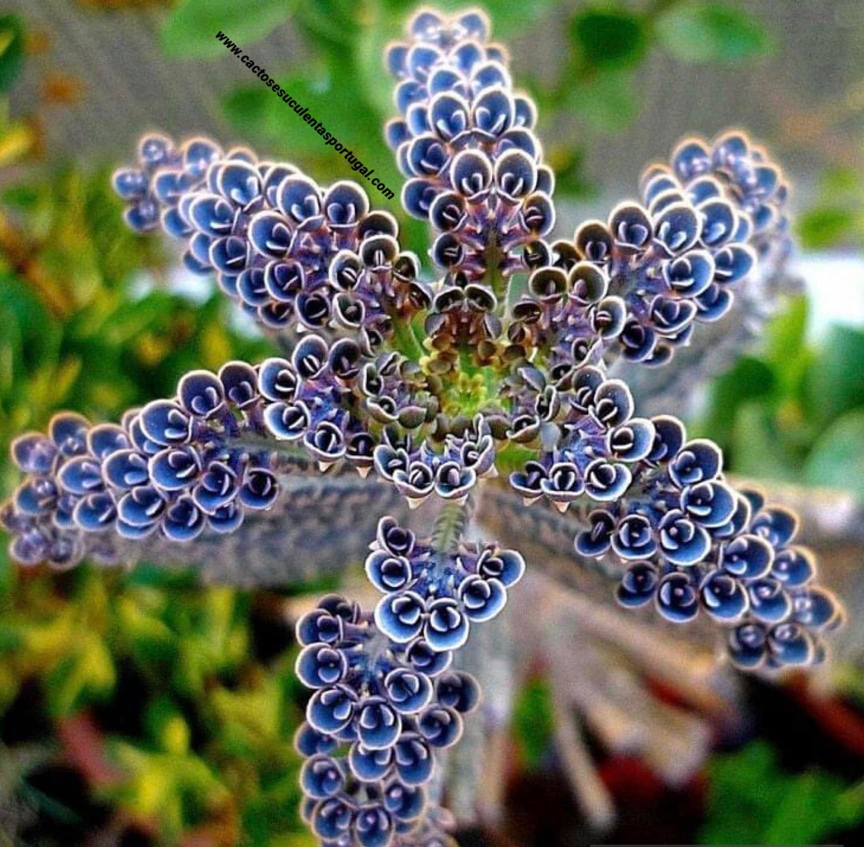 kalanchoe tubiflora
