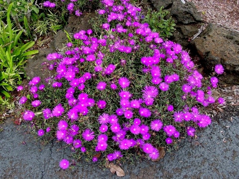 Lampranthus roseus
