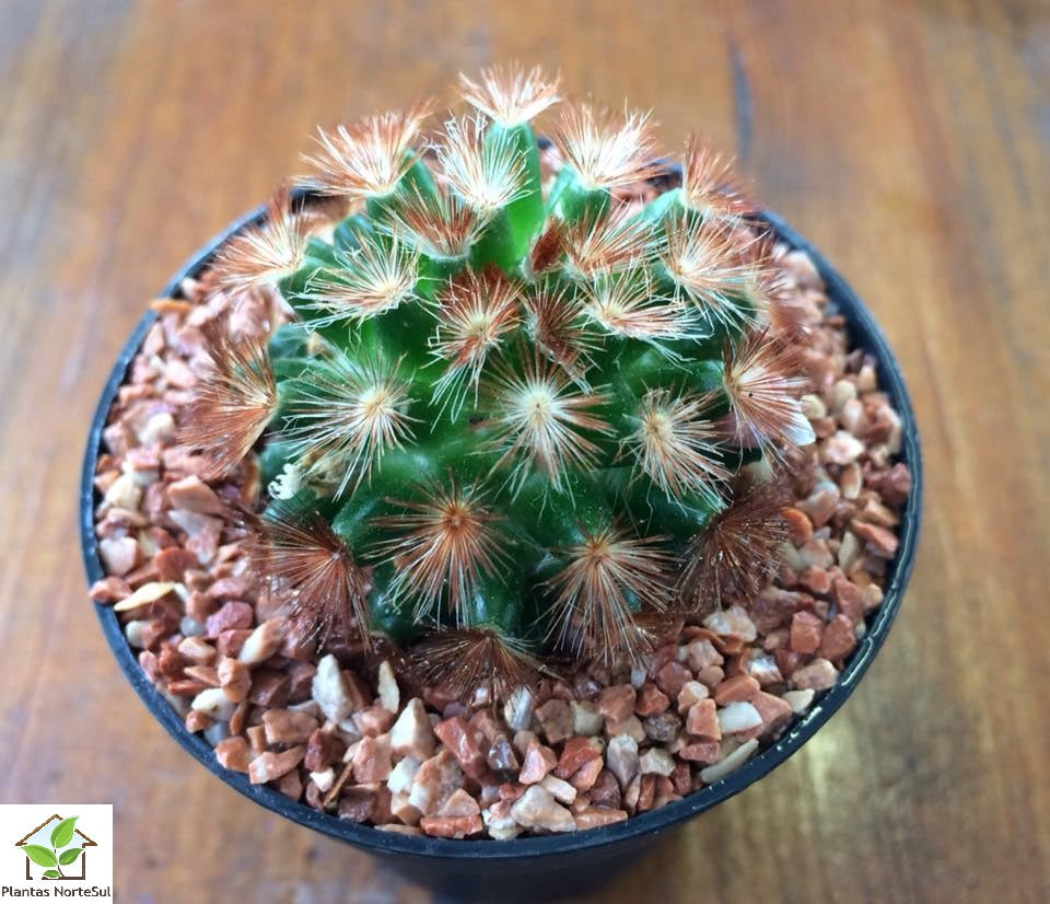 Mammillaria carmenae rubra