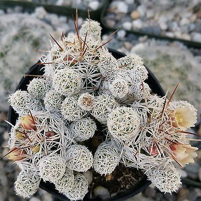 Mammillaria gracilis fragilis