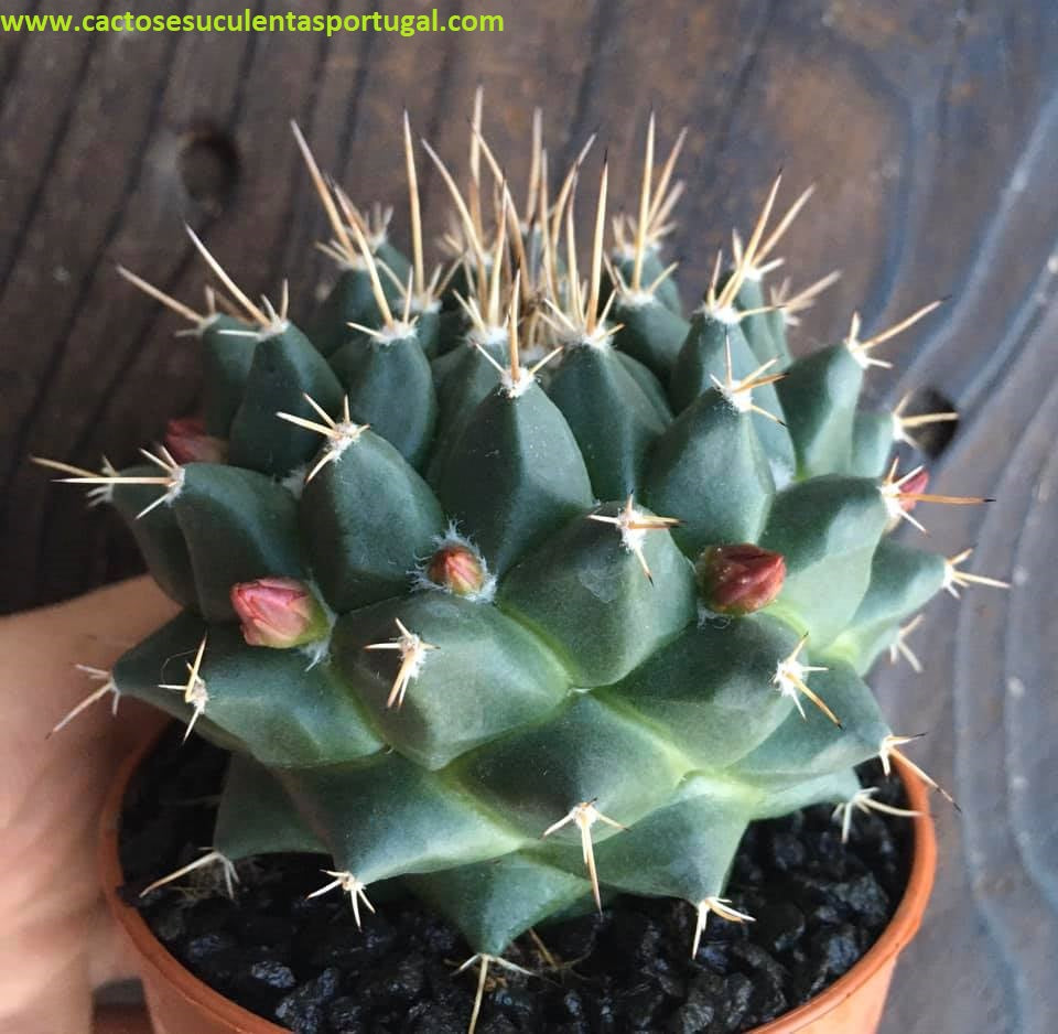 Mammillaria Magnimamma 