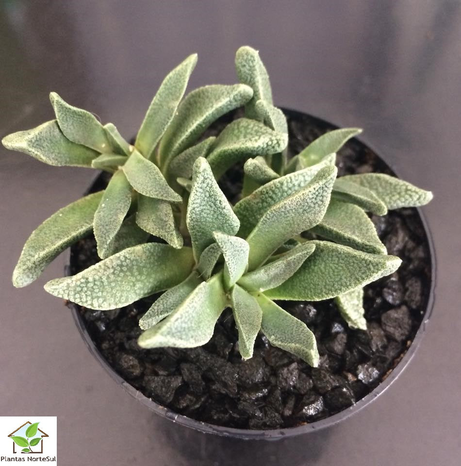 Nananthus vittatus