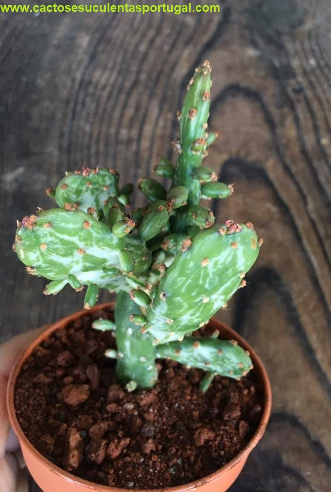 Opuntia Monacantha Variegata