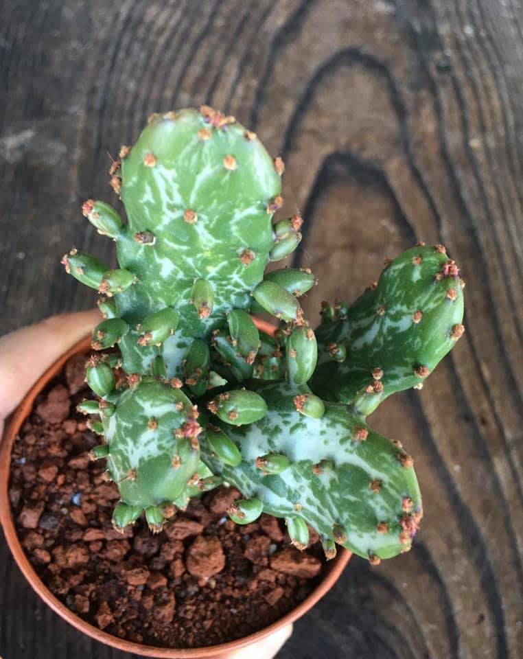 Opuntia Monacantha Variegata