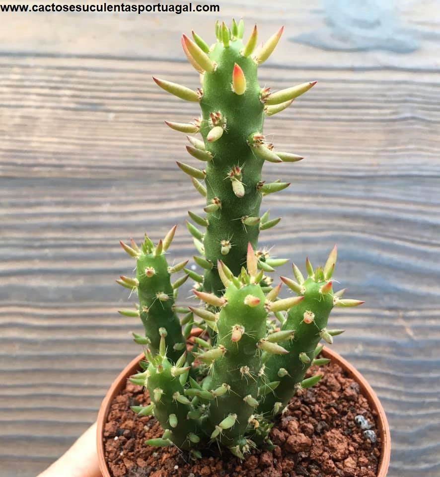 Opuntia Subulata