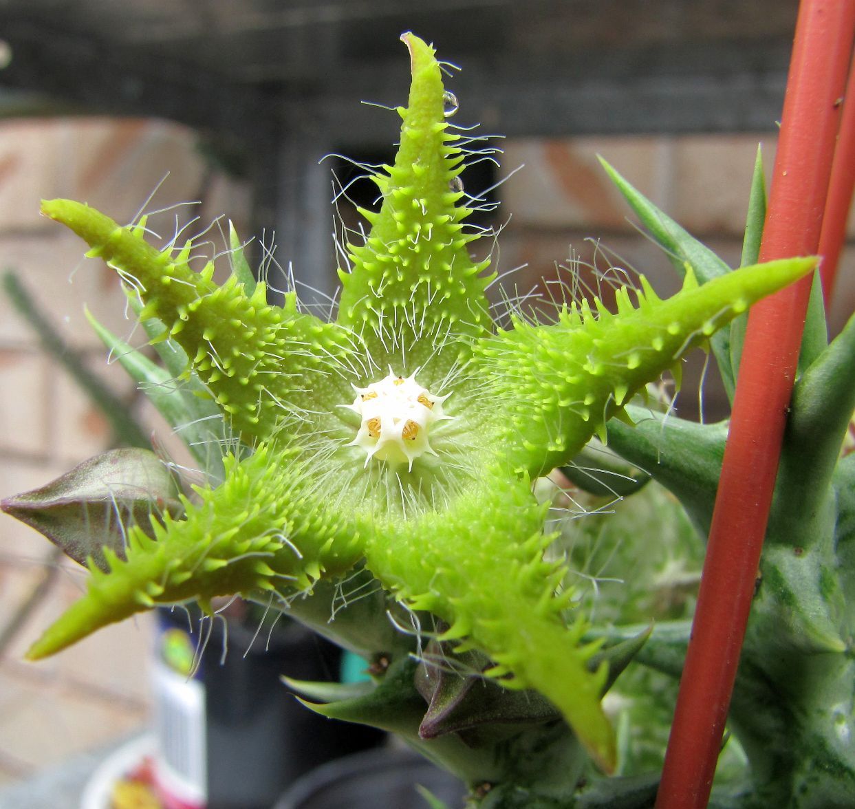 Orbea dummeri