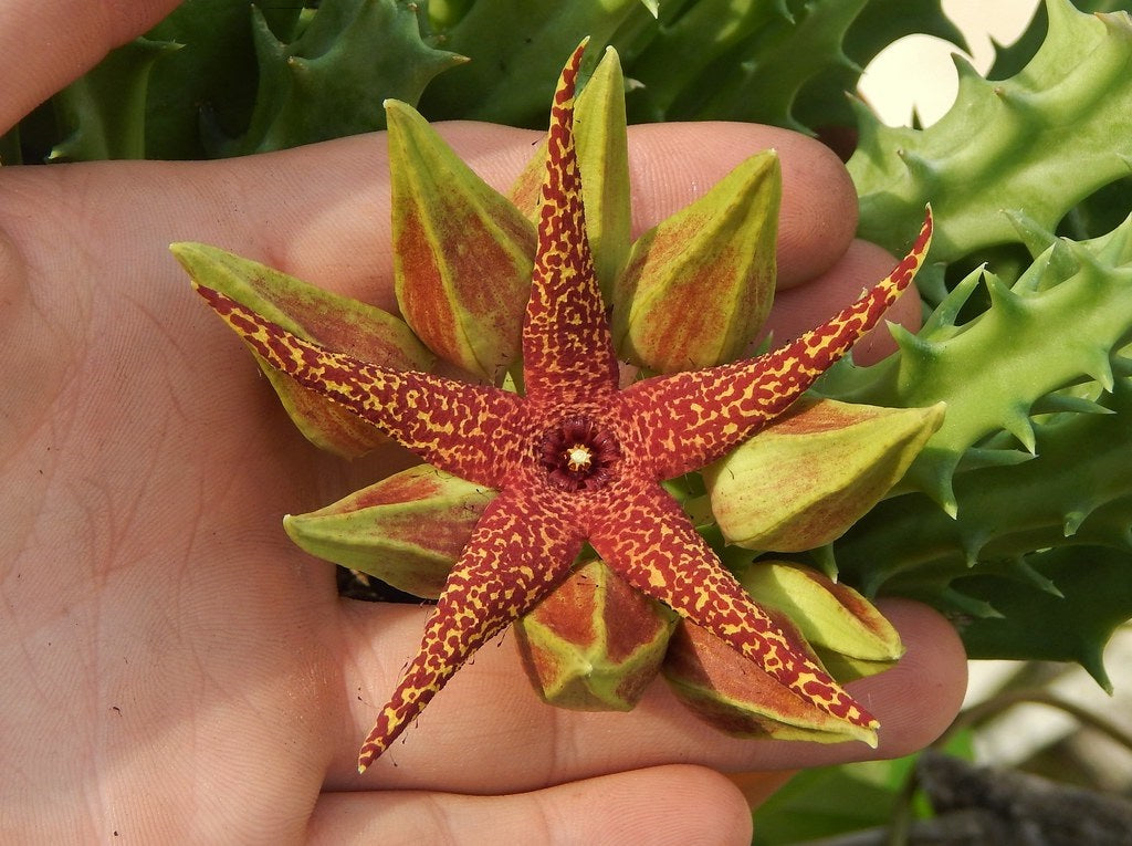 Orbea lutea ssp. vaga 