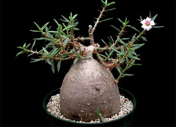 Pachypodium bispinosum