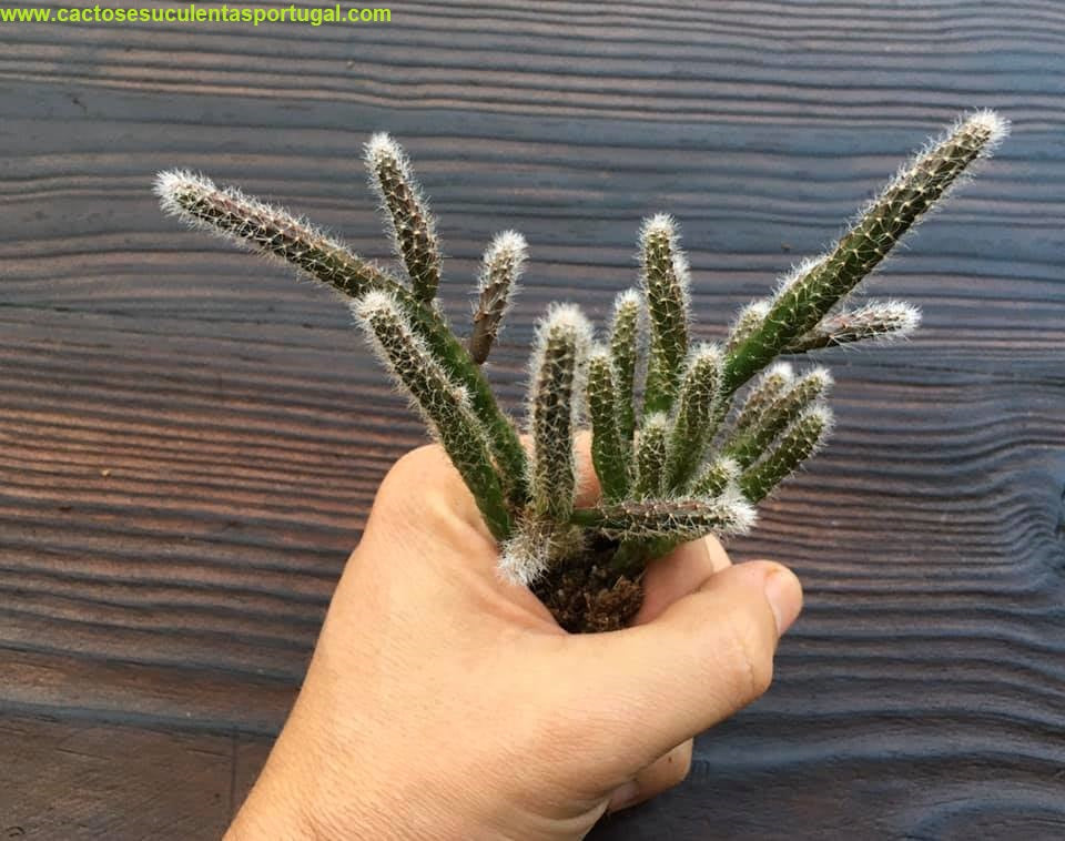 Rhipsalis baccifera subsp. horrida