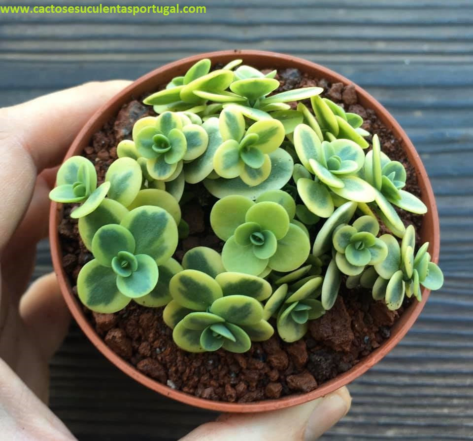 Sedum Sunsparkler Lime Twister