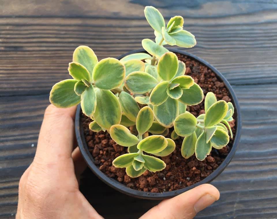 Sedum Sunsparkler "Wildfire"