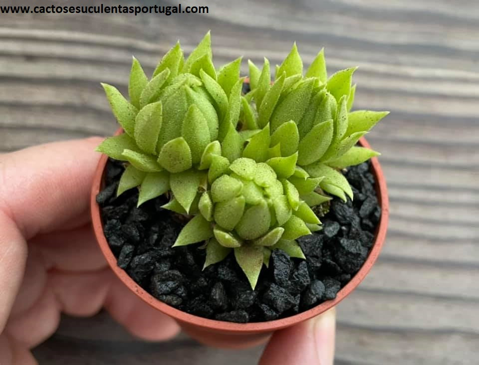 Sempervivum globiferum, new green hibrid.