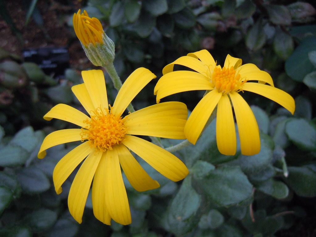 Senecio medley woodii