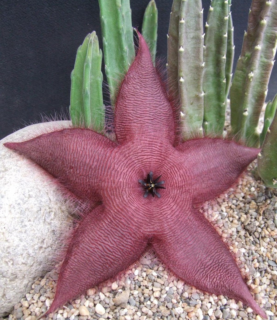 Stapelia grandiflora