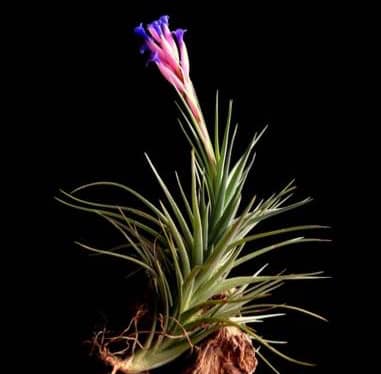 Tillandsia bergeri