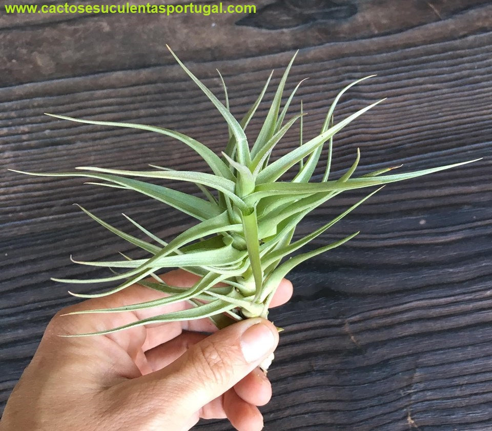Tillandsia bergeri