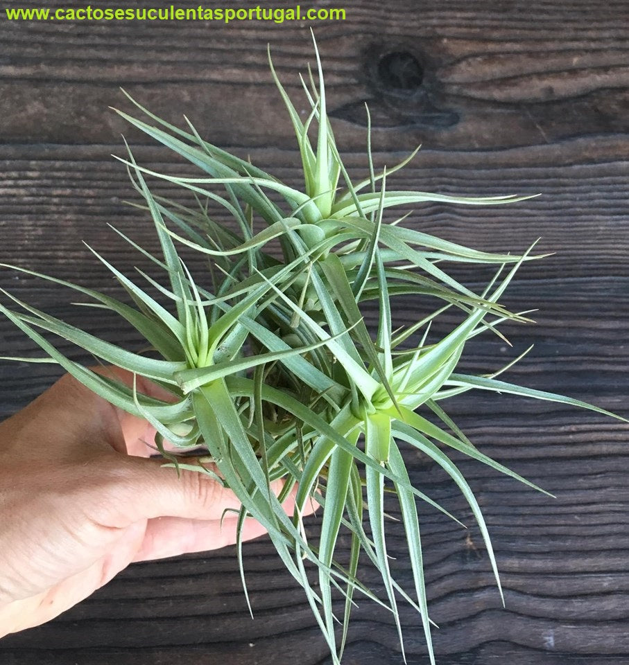 Tillandsia bergeri