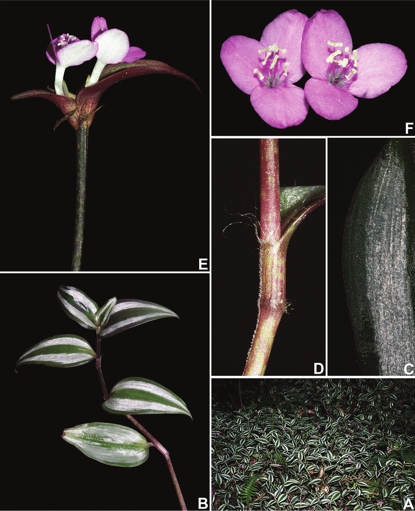 Tradescantia Zebrina